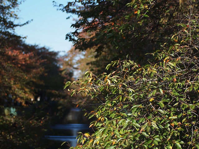 Cherry tree branches over a stream