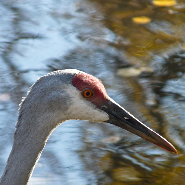 Sandhill Crane with bokeh