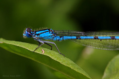 Male Common Blue Damselfly. Enallagma cyathigerum.