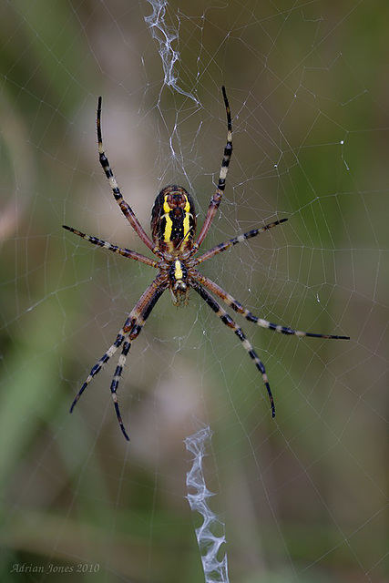 Wasp Spider (Argiope bruennichi)