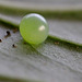 Large Elephant Hawk Moth Egg