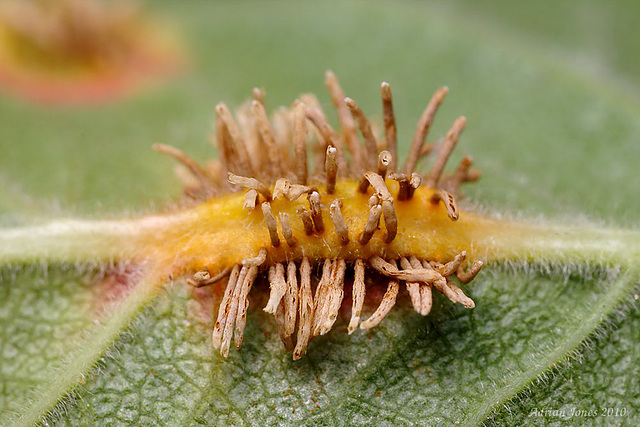 Gymnosporangium sp. a gall causing rust.