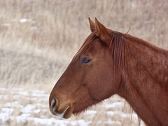 Beauty in the horse world