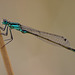 The Blue Tailed Damselfly (Ischnura elegans)