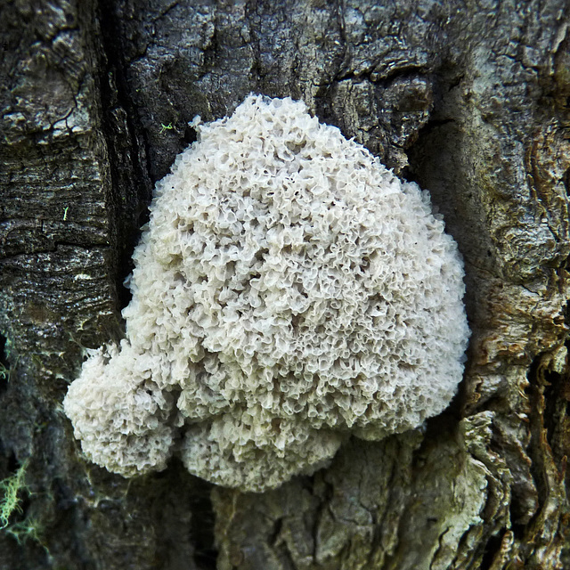 Slime mold