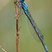 Damselfly