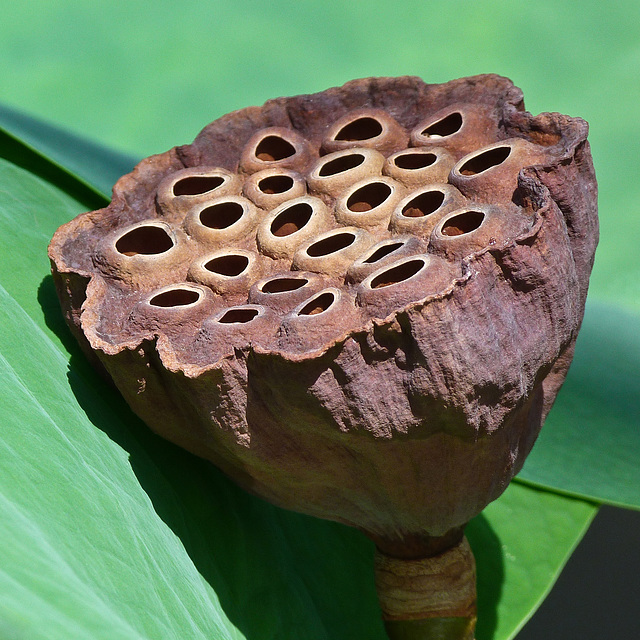 Sacred Lotus seedpod