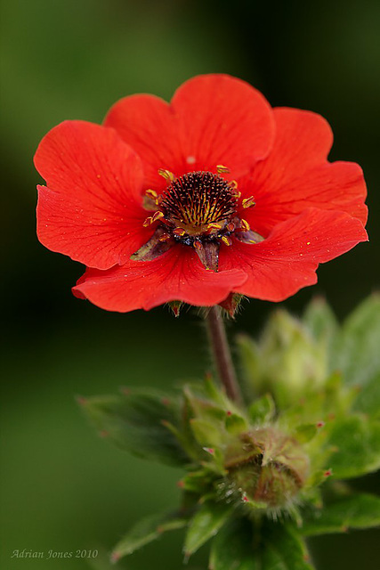 Potentilla cultivar.