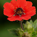 Potentilla cultivar.