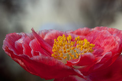 Poppy Anthers Glowing in the Morning Light