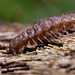 Flat Backed Millipede (Polydesmus angustus)