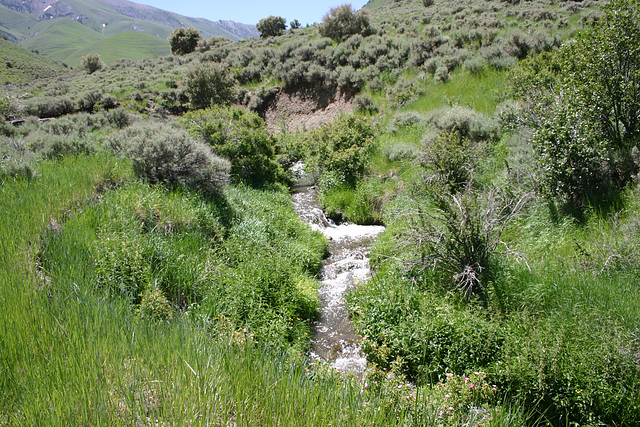 North Fork Big Creek