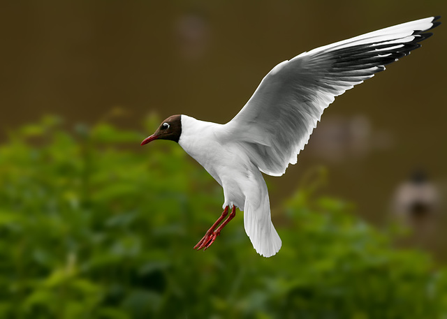 Black-headed Gull / Kokmeeuw / Mouette rieuse (Chroicocephalus ridibundus)