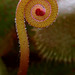 Drosera aliciae flower scape