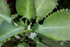 Kalanchoe laetevirens (7)