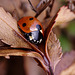 Seven Spot Ladybird (Coccinella 7-punctata)