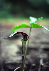 Jack in the Pulpit (Arisaema triphyllum)