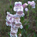 Red-line Penstemon (Penstemon cobaea)