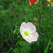 Pink Evening Primrose (Oenothera speciosa)