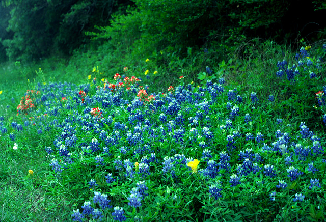 Texas Bluebonnets (Lupinus texensis)