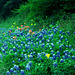 Texas Bluebonnets (Lupinus texensis)