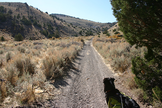 On the way to Dogskin Mountain