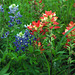 Bluebonnets (Lupinus texensis) and Indian Paintbrush (Castilleja indivisa)