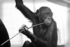 Bonobo (Wilhelma)