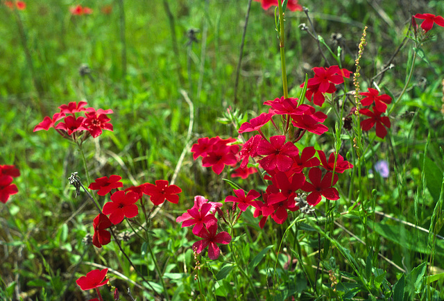 Red Phlox (Phlox drummondii)