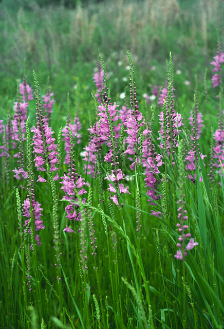 Spring Obedient Plant (Physostegia intermedia)