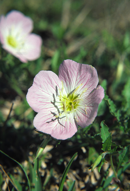 Pink Evening Primrose (Oenothera speciosa)