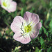 Pink Evening Primrose (Oenothera speciosa)