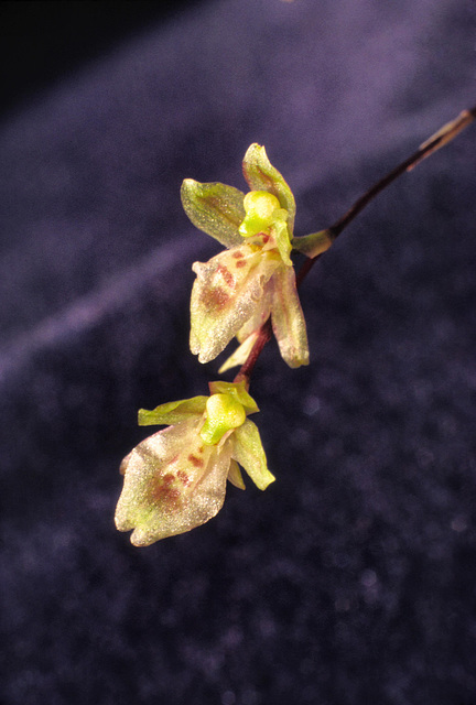 Leochilus ampliflorus