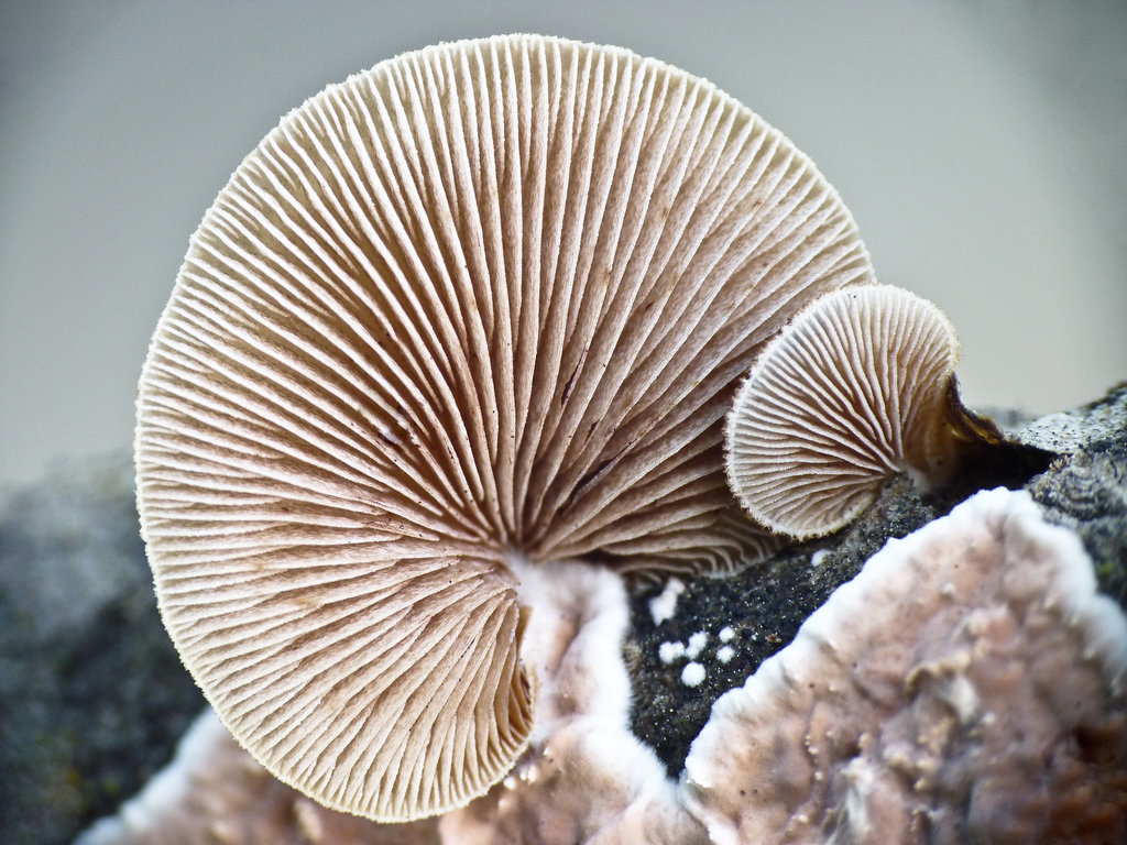 Crepidotus