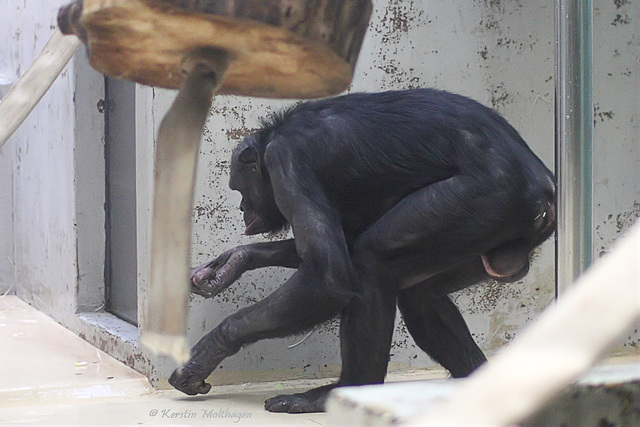 Bonobo (Wilhelma)