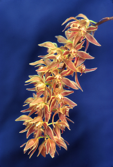 Macradenia multiflora 'Ray Palmer'