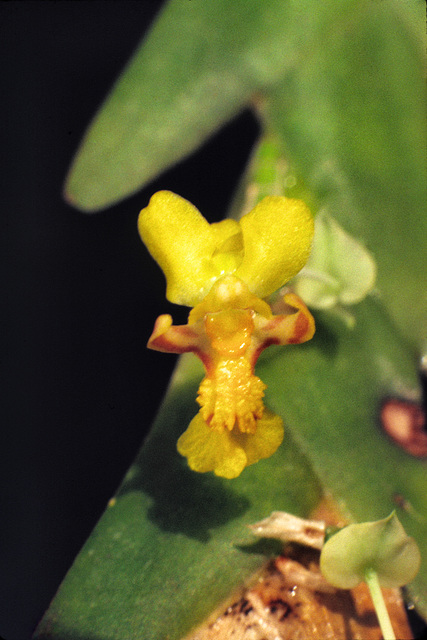 Lockhartia biserra