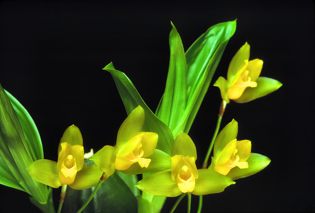 Lycaste aromatica