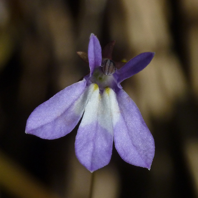 Kalm's Lobelia / Lobelia kalmii