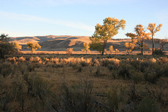 Cottonwoods turning