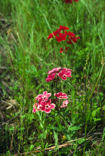 Red Phlox (Phlox drummondii)