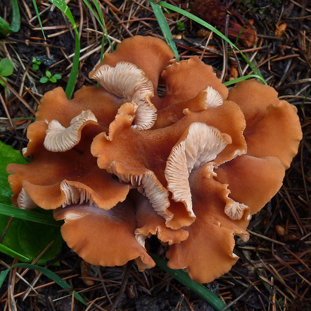 Fungus rosette