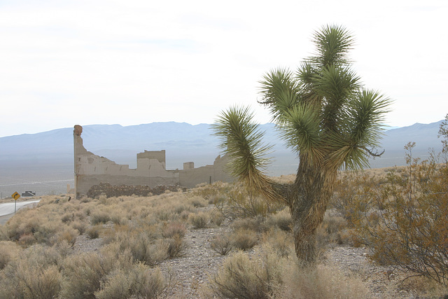 Joshua tree & old bank building