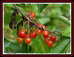 FRUITS de SAISON