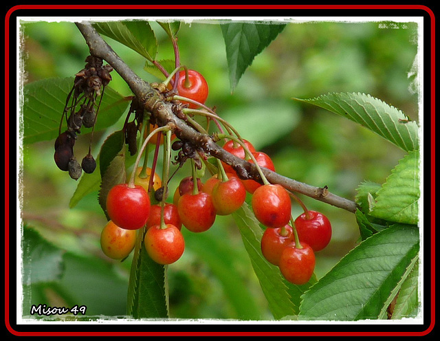 FRUITS de SAISON