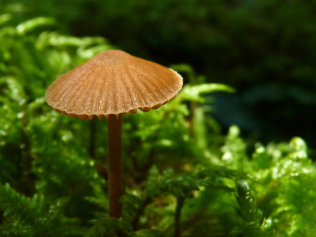Little parasol in the moss