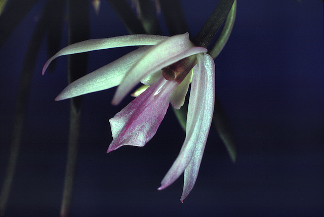 Leptotes Menina