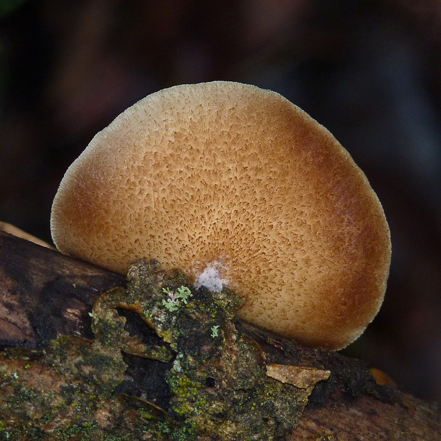 Fungus beauty