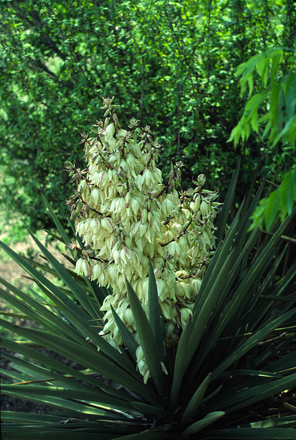 Yucca