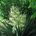 Yucca